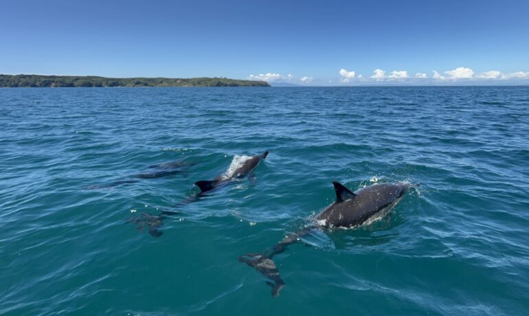 See Dolphins with Hibiscus JetSki Hire